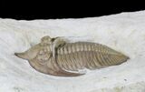 Huntonia Trilobite - Bob Carroll Prepared #20886-6